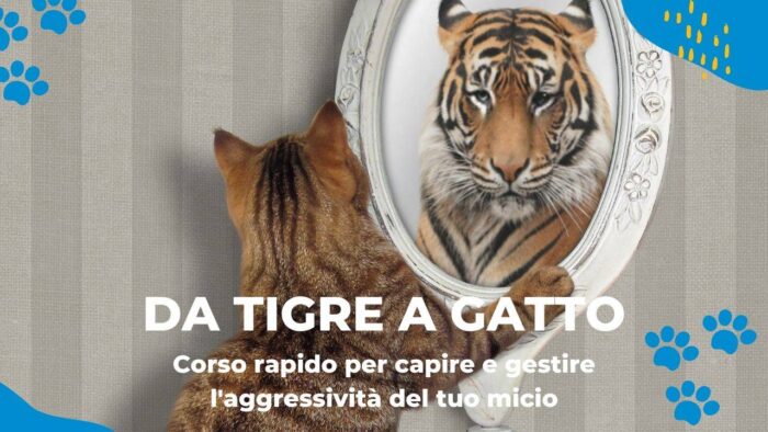 Corso aggressività gatto