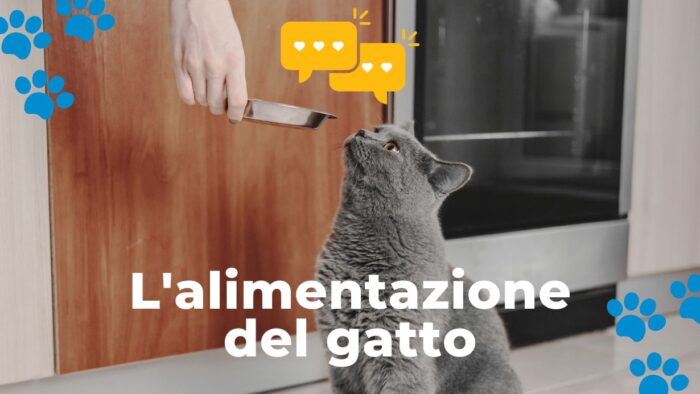 L'alimentazione del gatto